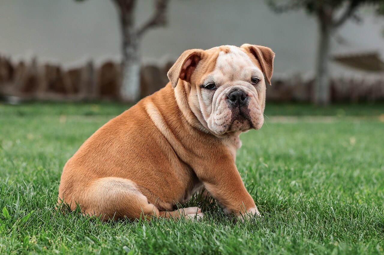 10 najcescih pasa u Srbiji blog engleski buldog english bulldog psi pas rasa rase sampon za pse