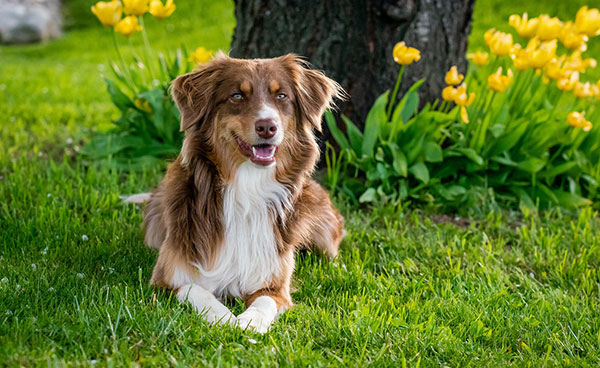 australian collie australijski koli duga dlaka sampon za pse rase psa