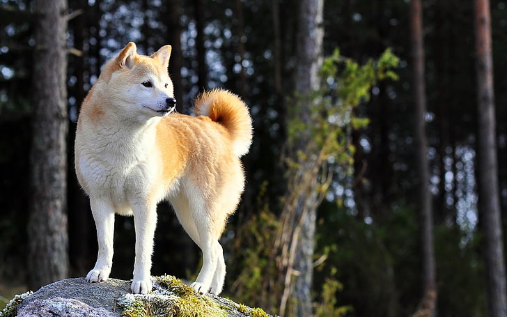 blog akita inu psi pas rasa 9 najskupljih rasa na svetu