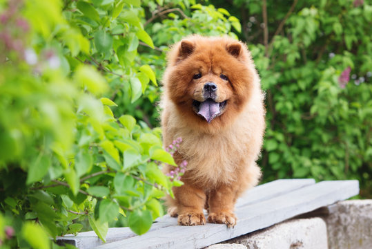 blog chow chow cau cau pas