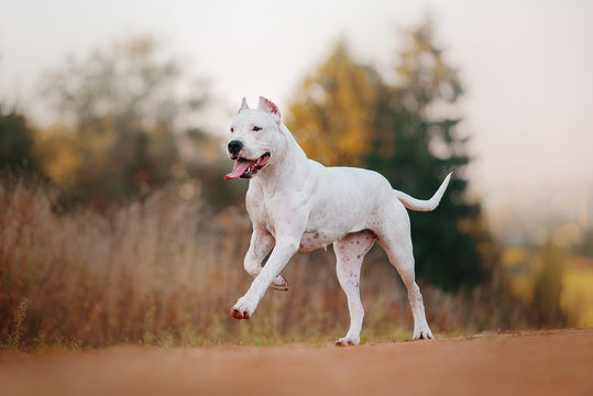 blog dogo argentino argentinski pas psi pas rasa