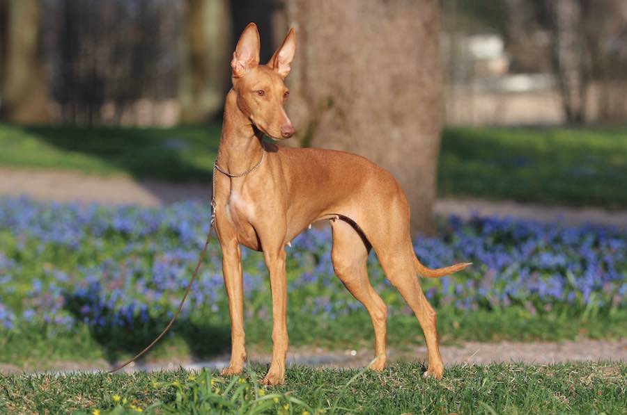 blog faraonski hrst pharaoh hound psi pas rasa