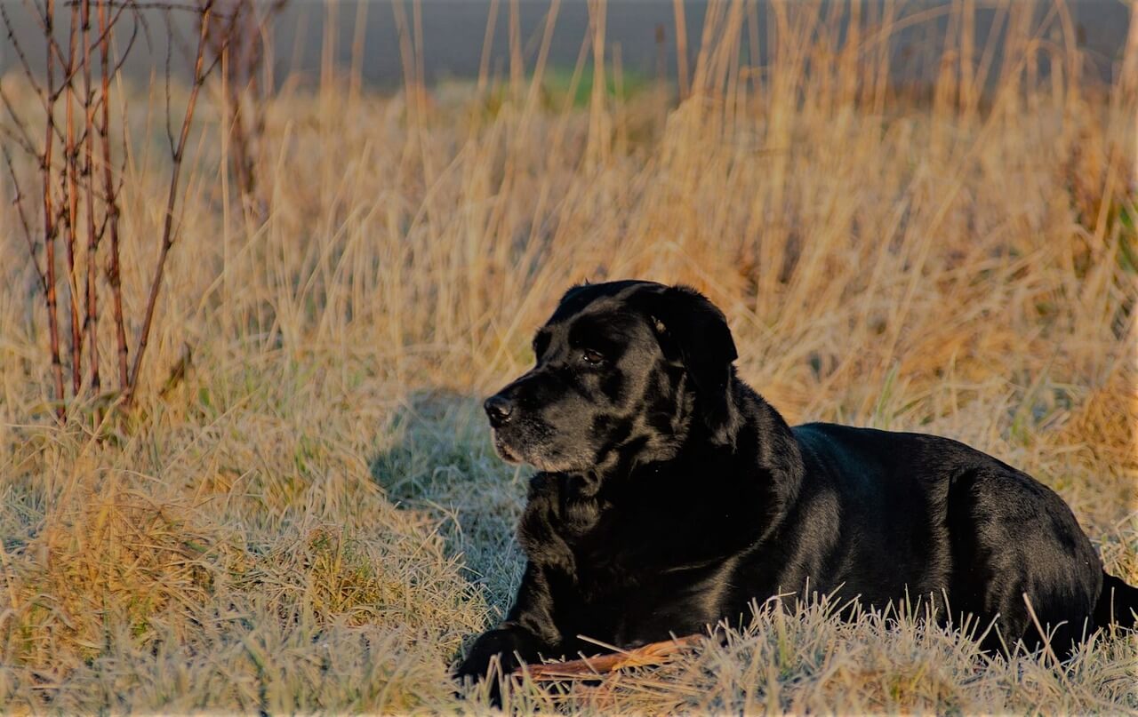 blog labrador retriver psi pas rasa rase sampon za pse