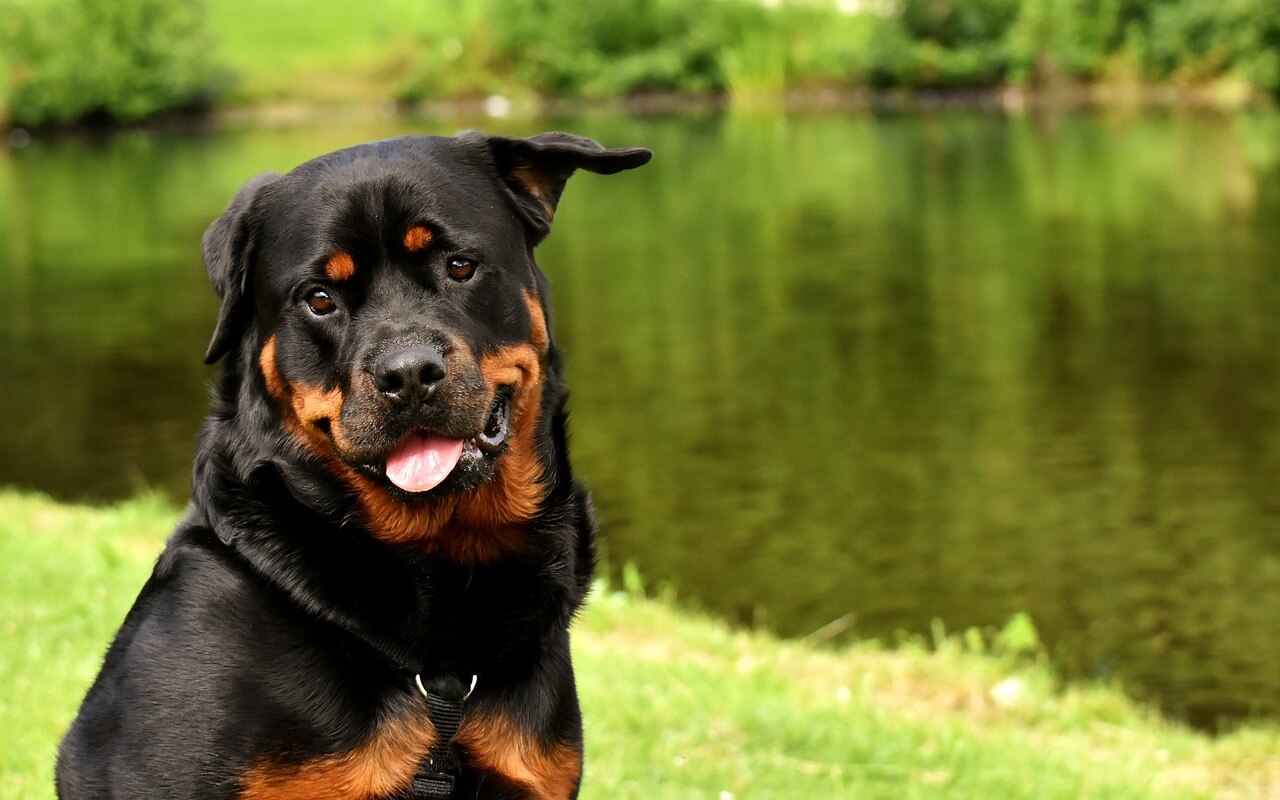 blog rotvajler rottweiler psi pas rasa rase sampon za pse