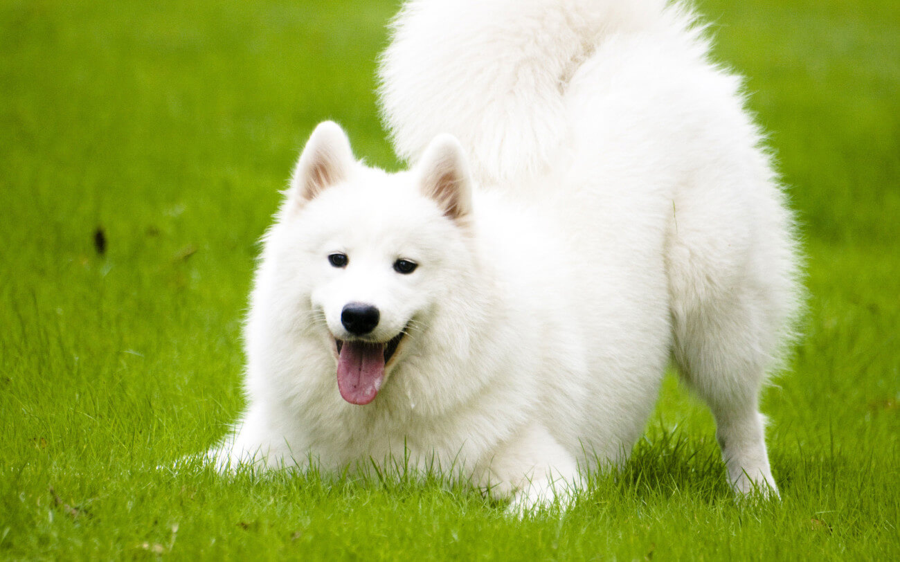 blog samojed samoyed pas