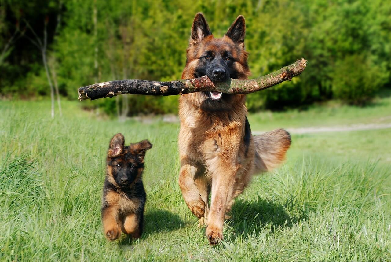 blog vujak nemaki ovar german shepherd psi pas rasa rase