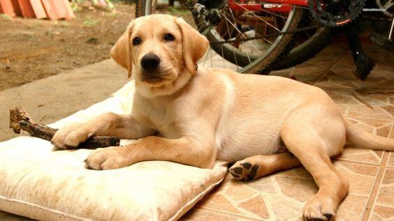 blog zlatni retriver labrador retriver psi pas rasa rase sampon za pse