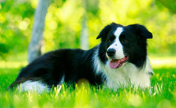 border koli border collie sampon za pse rase psa