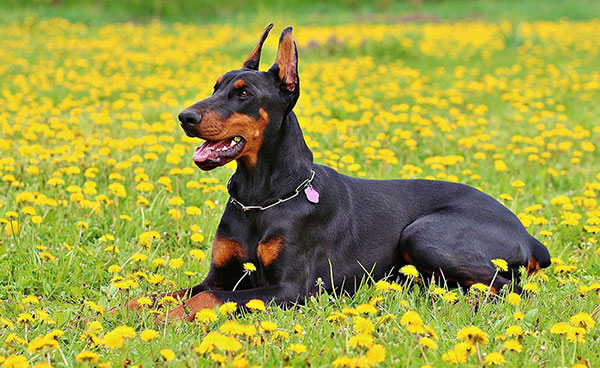 doberman dobermann pinscher crna dlaka veliki pas sampon za pse rase psa