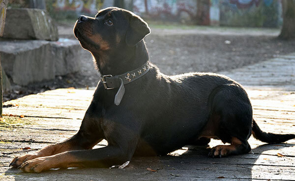 rotvajler rotweiler crna dlaka veliki pas sampon za pse rase psa