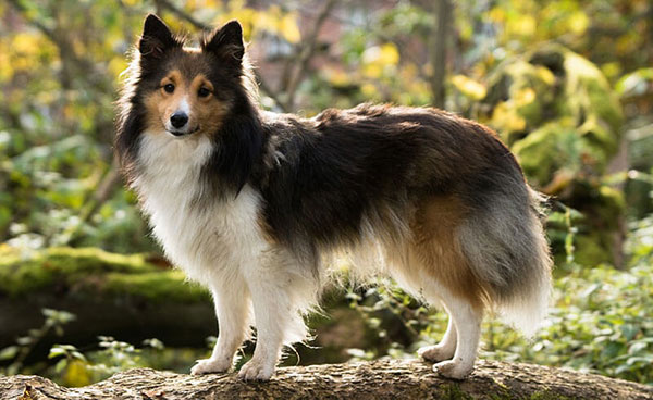 sheltie selti lesi lassie regenerator za pse sampon za pse rase duga dlaka