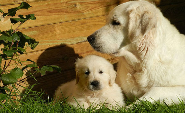 zlatni retriver golden retriever dlaka zlatna regenerator sampon za pse rase psa